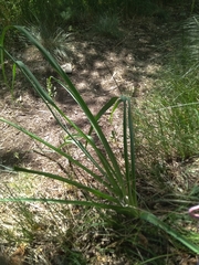 Anthericum liliago