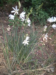 Anthericum liliago