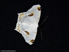 Sericoptera mahometaria