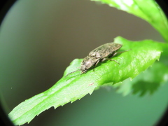 Hadromorphus inflatus