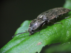 Hadromorphus inflatus