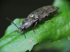 Hadromorphus inflatus