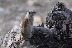 Urocitellus beldingi