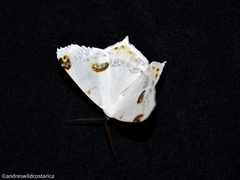 Sericoptera mahometaria