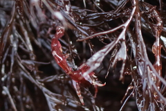 Caprella alaskana