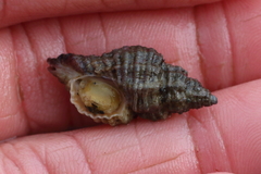 Ocinebrina