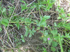 Dicliptera