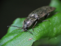 Hadromorphus inflatus