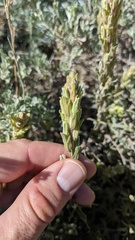 Castilleja plagiotoma