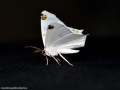 Sericoptera mahometaria