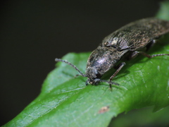 Hadromorphus inflatus