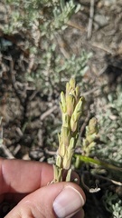 Castilleja plagiotoma