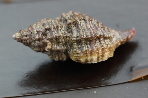 Paciocinebrina interfossa