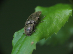 Hadromorphus inflatus