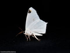 Sericoptera mahometaria
