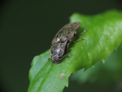 Hadromorphus inflatus