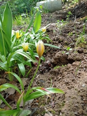 Tulipa urumiensis