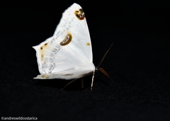 Sericoptera mahometaria