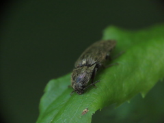 Hadromorphus inflatus