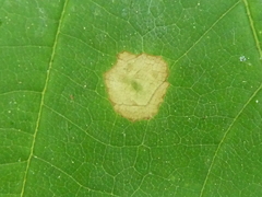 Drisina glutinosa