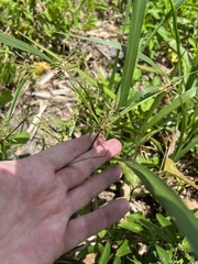 Cyperus sphacelatus