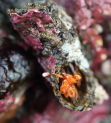 Discorsopagurus schmitti