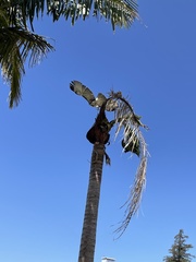 Buteo jamaicensis
