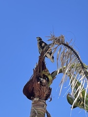 Buteo jamaicensis