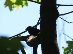 Passerina cyanea