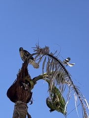 Buteo jamaicensis