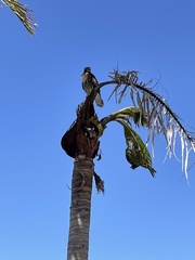Buteo jamaicensis
