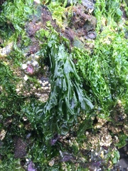 Ulvaceae