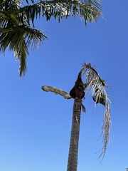 Buteo jamaicensis