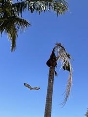 Buteo jamaicensis