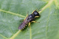 Lestica clypeata