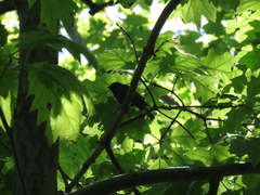 Passerina cyanea