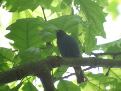 Passerina cyanea