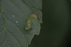 Aceria pseudoplatani