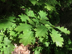 Quercus rubra
