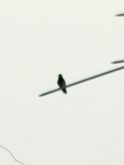 Saucerottia beryllina