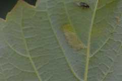 Aceria pseudoplatani