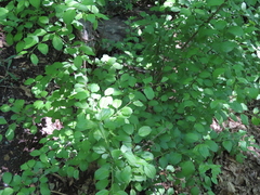 Prunus