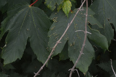 Aceria pseudoplatani