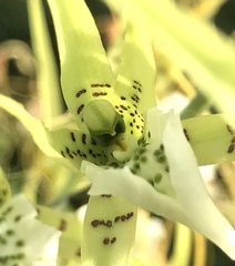 Brassia verrucosa