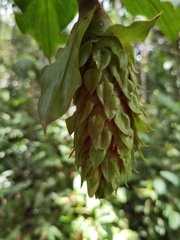 Costus bracteatus