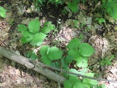 Rubus