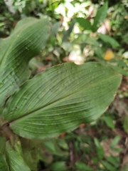 Costus bracteatus