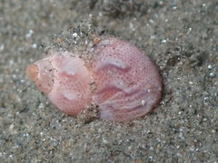 Tricolia