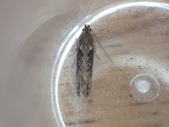 Scrobipalpa costella