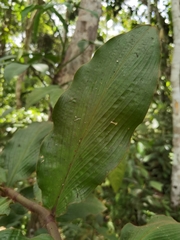 Costus bracteatus